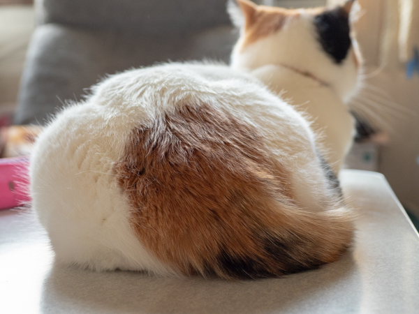 f:id:spica_mike:20190512101423j:plain