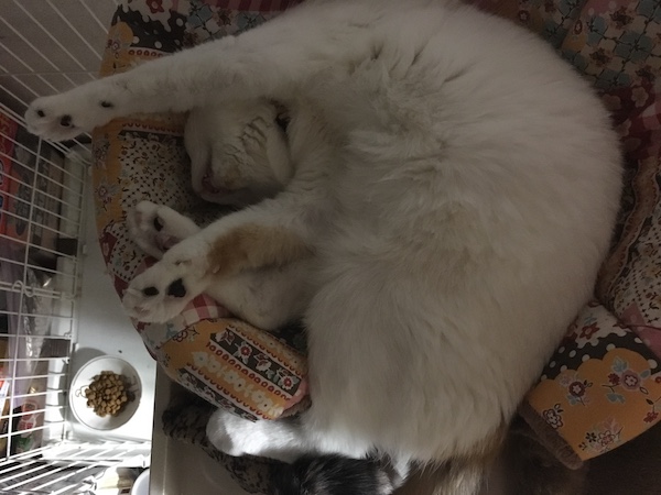 f:id:spica_mike:20190514075939j:plain