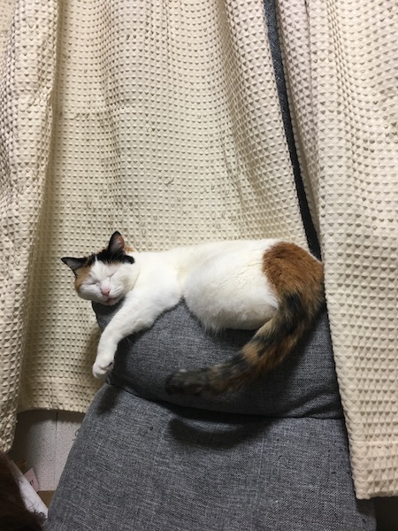 f:id:spica_mike:20190601070443j:plain