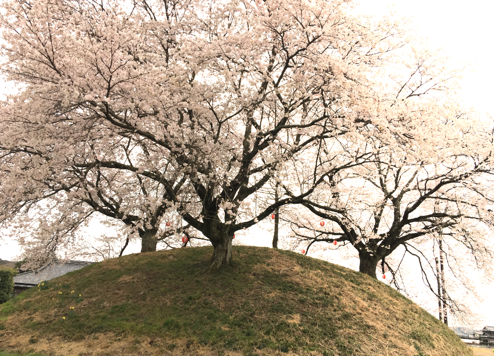 桜　益子町　花見