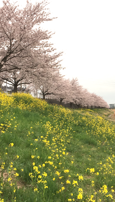花見　菜の花　桜