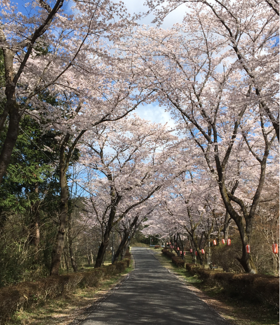 桜　花見　益子