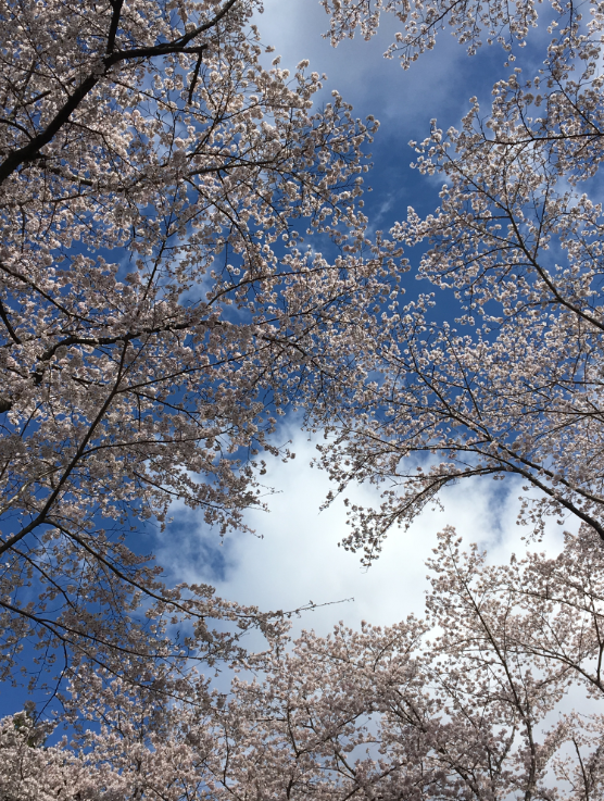 桜　花見　トンネル