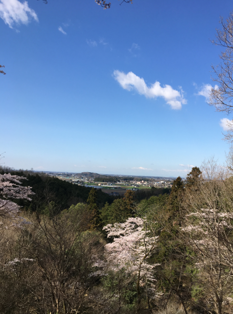 桜　花見　根本山