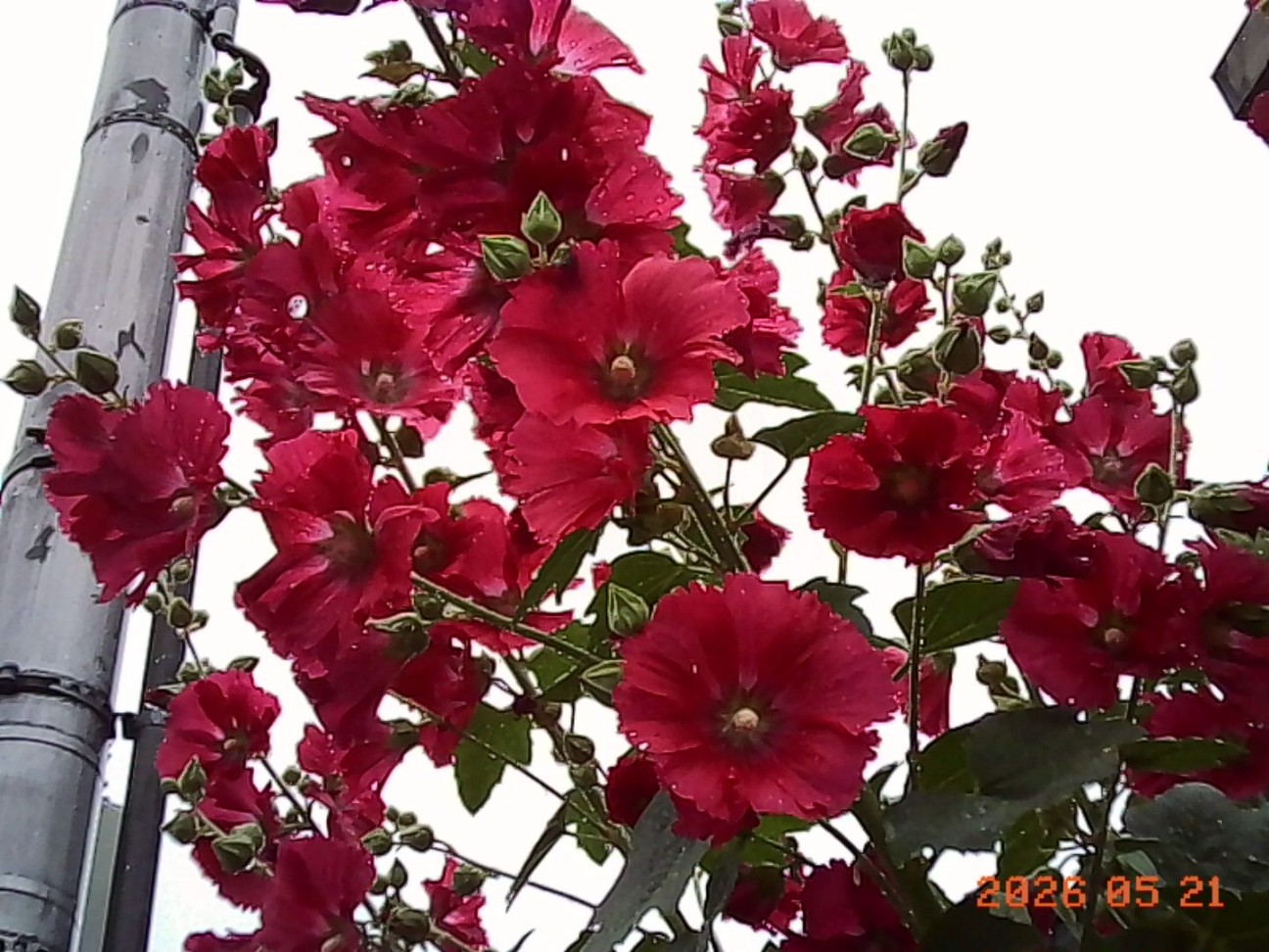 f:id:spice16g:20260522133731j:image f:id:spice16g:20260522133731j:image
