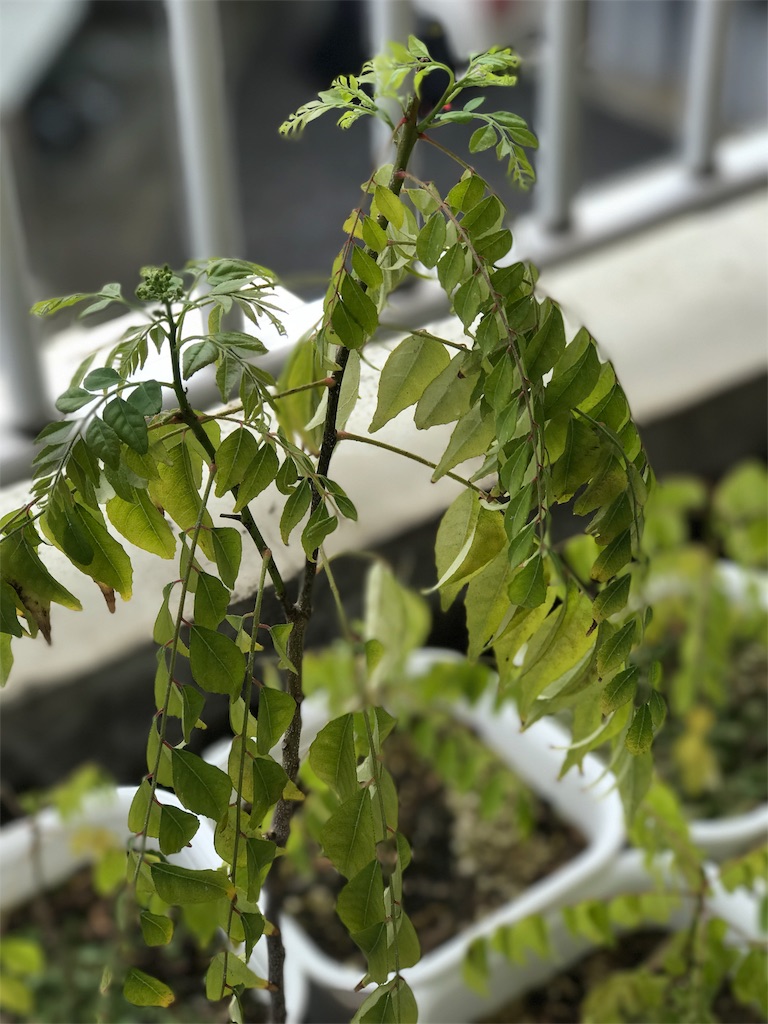 f:id:spicemania:20170429133421j:image f:id:spicemania:20170429133421j:image