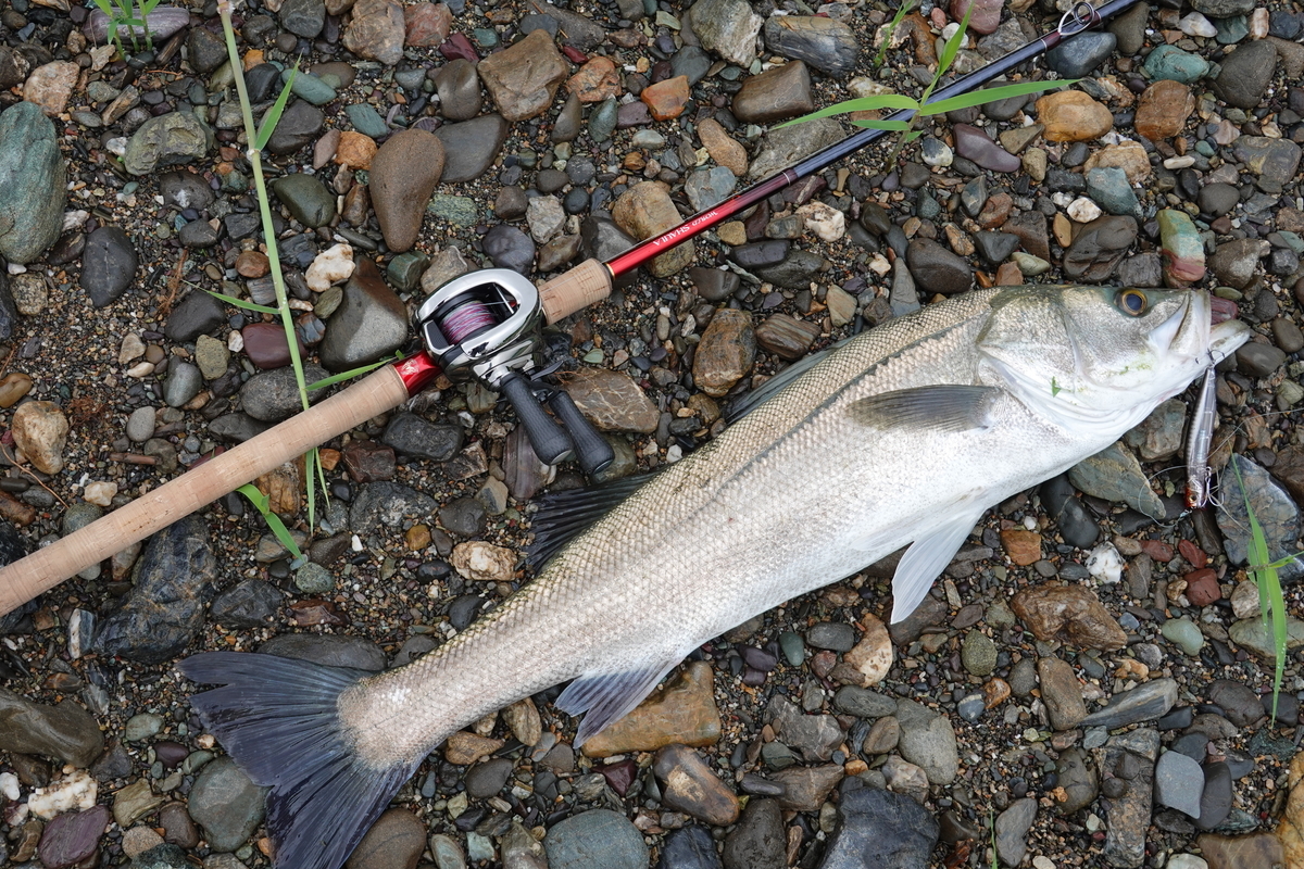 ワールドシャウラ 1832R インプレッション - Spider's Fishing Blog