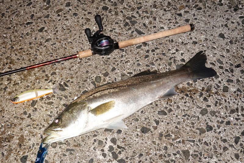 T-Design フッククリップでの釣果