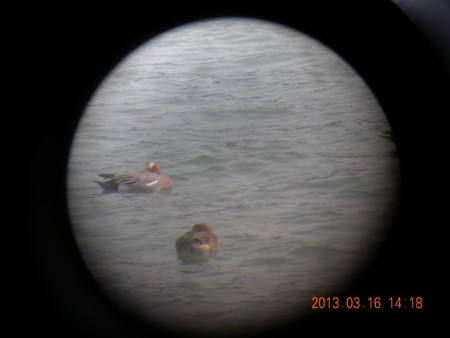 f:id:spidermite:20130320151622j:image