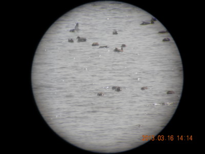 f:id:spidermite:20130320151629j:image