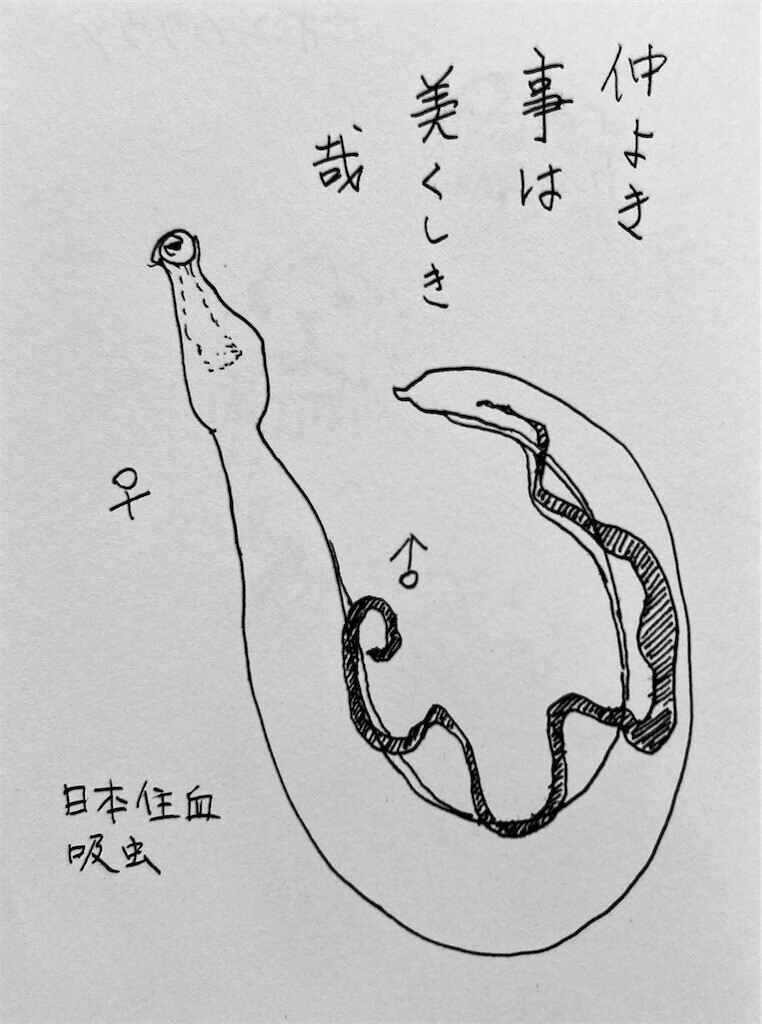 f:id:spidermite:20250402205145j:image