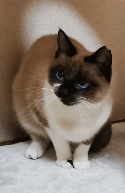 f:id:spincast:20220202223101j:plain