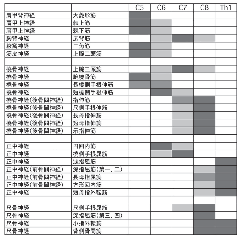 f:id:spine_neuro:20210602195816p:plain