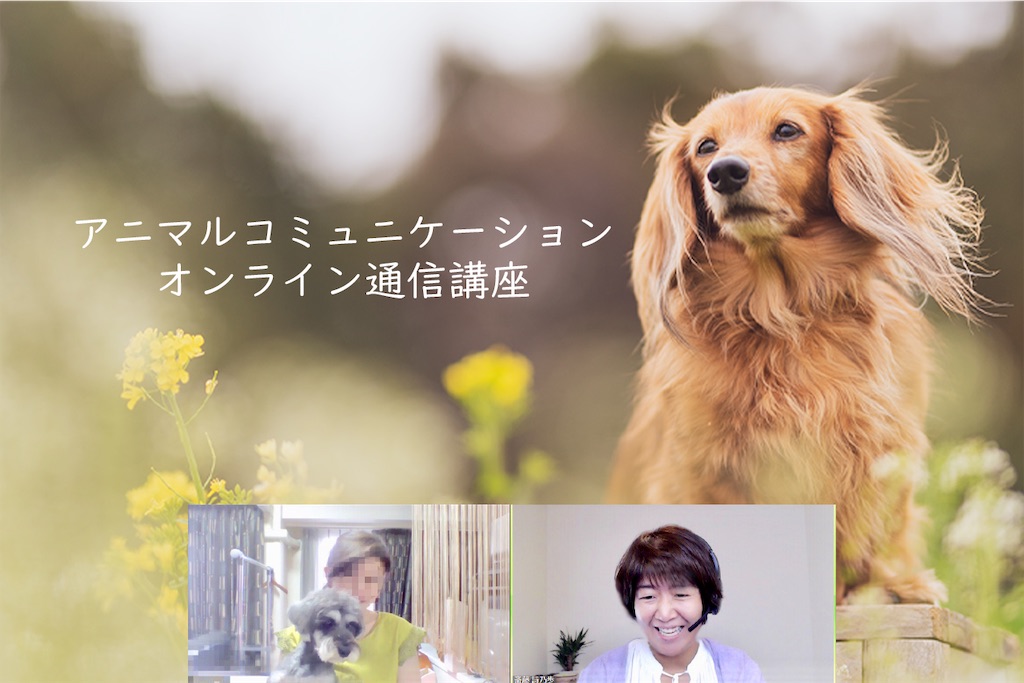 f:id:spipet:20190427041516j:image