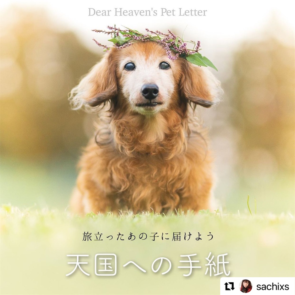 天国のペットにお手紙をお届けいたします Albicocco