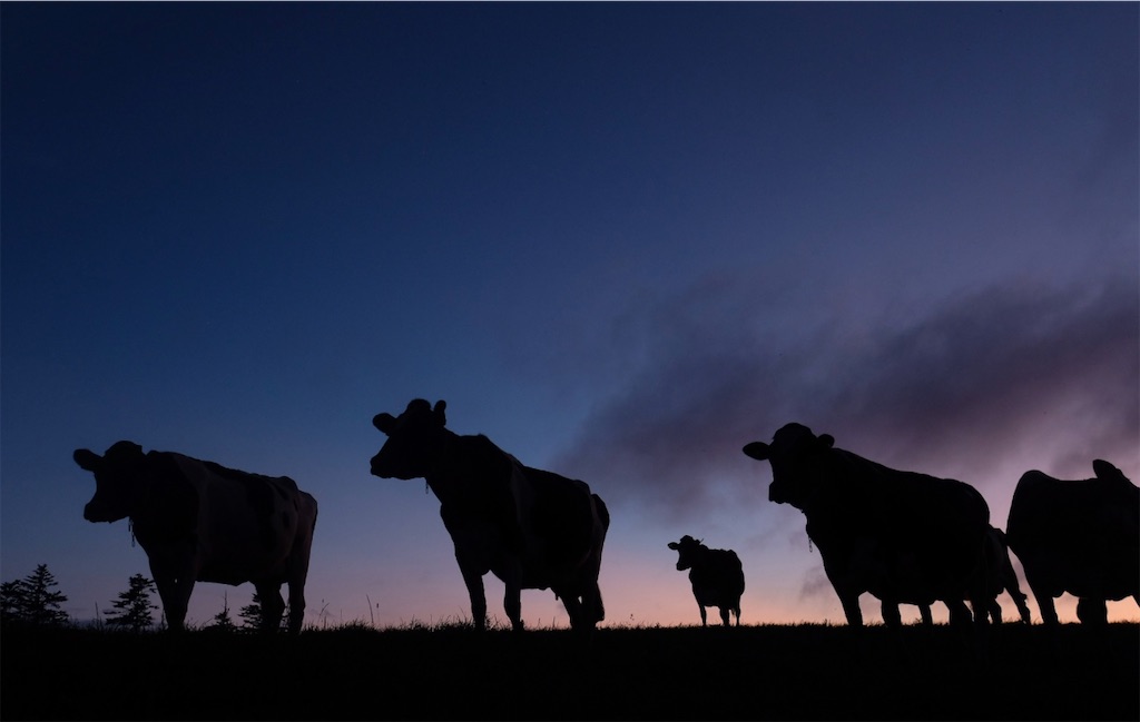 f:id:spiralout:20240902201406j:image f:id:spiralout:20240902201406j:image