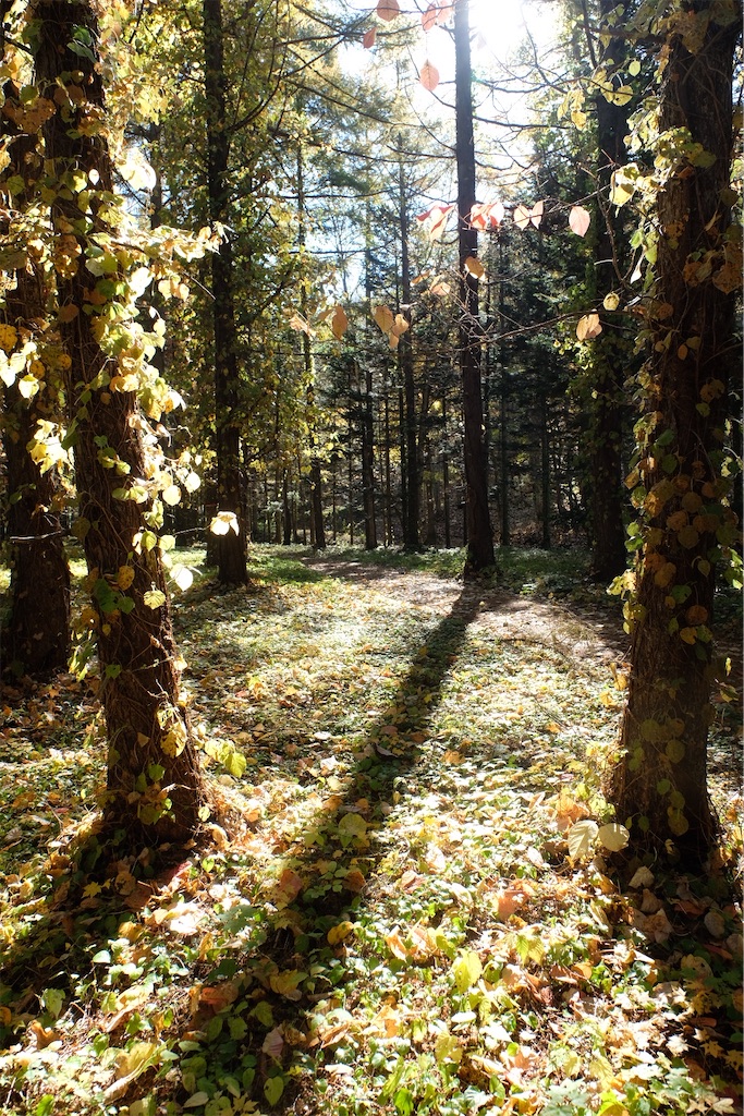 f:id:spiralout:20251204055211j:image