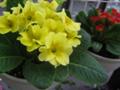 [plants]プリムラ