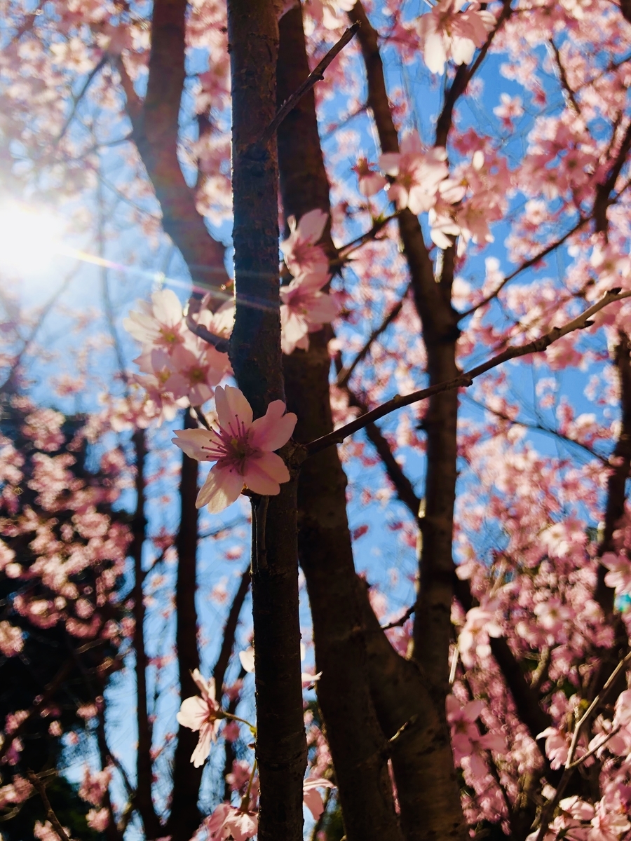 f:id:spoon28:20190315112718j:plain f:id:spoon28:20190315112718j:plain