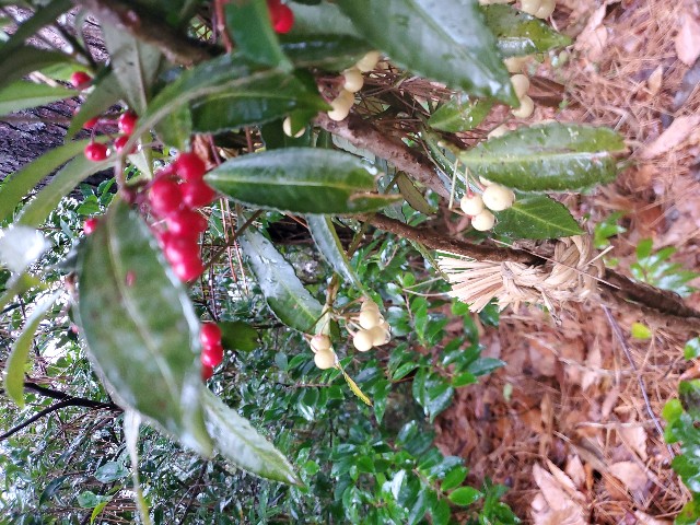 f:id:spoonstyle:20200116064206j:image f:id:spoonstyle:20200116064206j:image