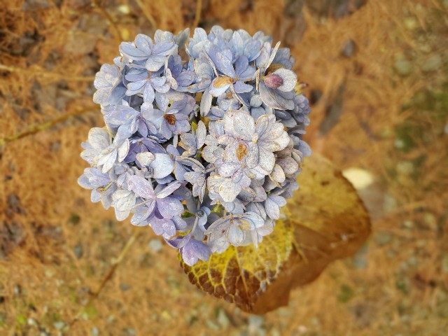 f:id:spoonstyle:20200116064215j:image