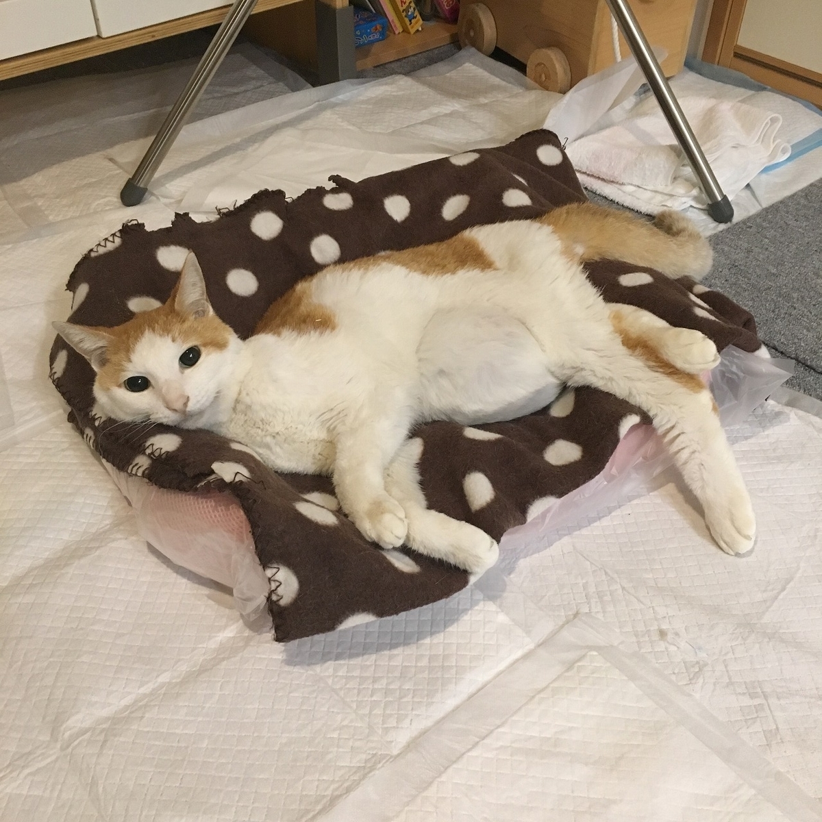 f:id:spooooooon:20190712231341j:plain