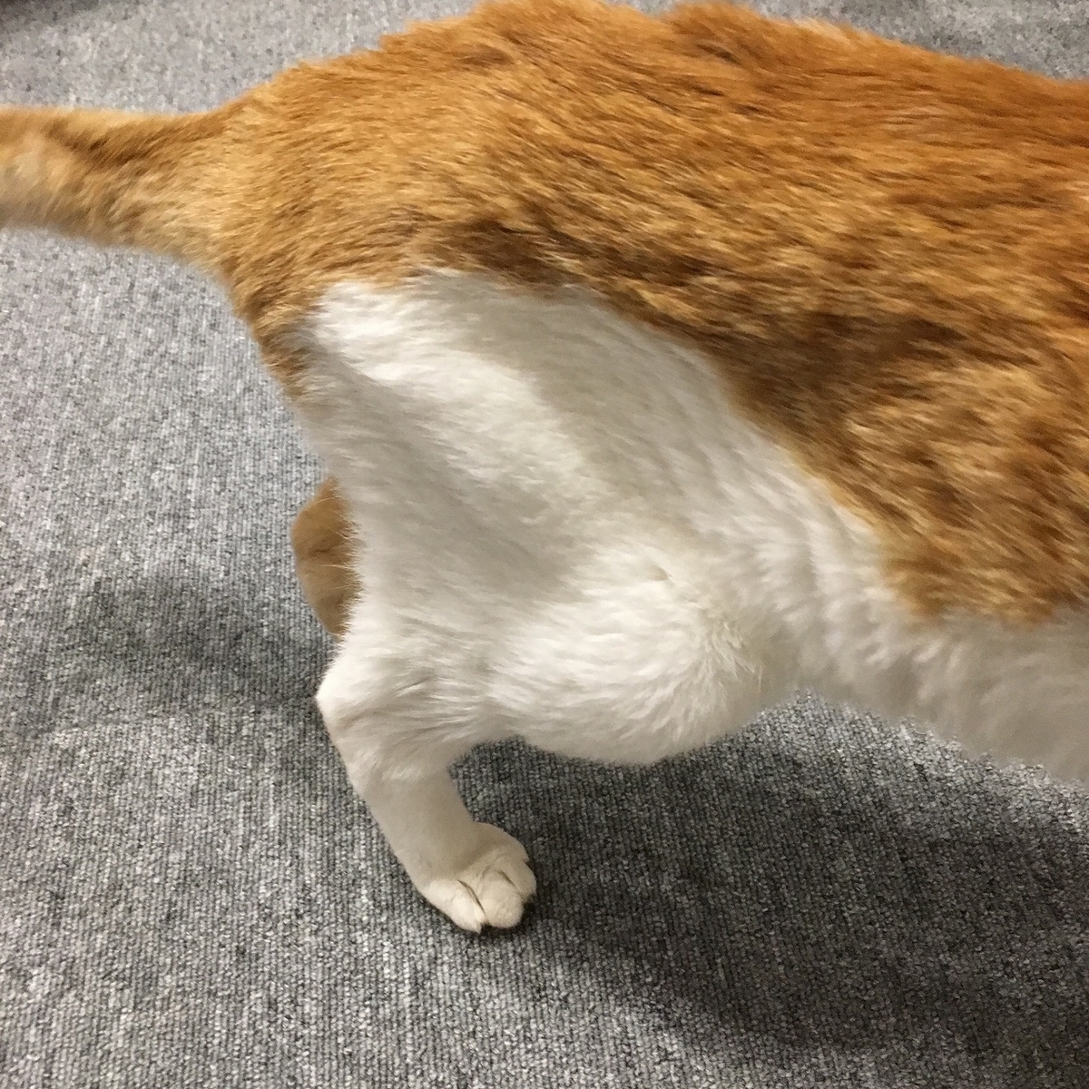 f:id:spooooooon:20190712234007j:plain