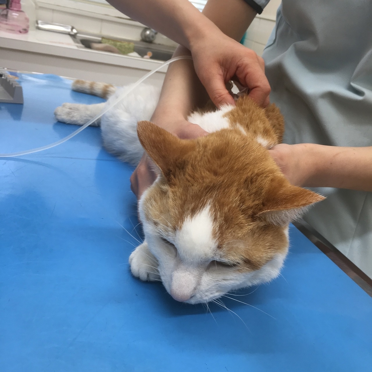 f:id:spooooooon:20190712234014j:plain