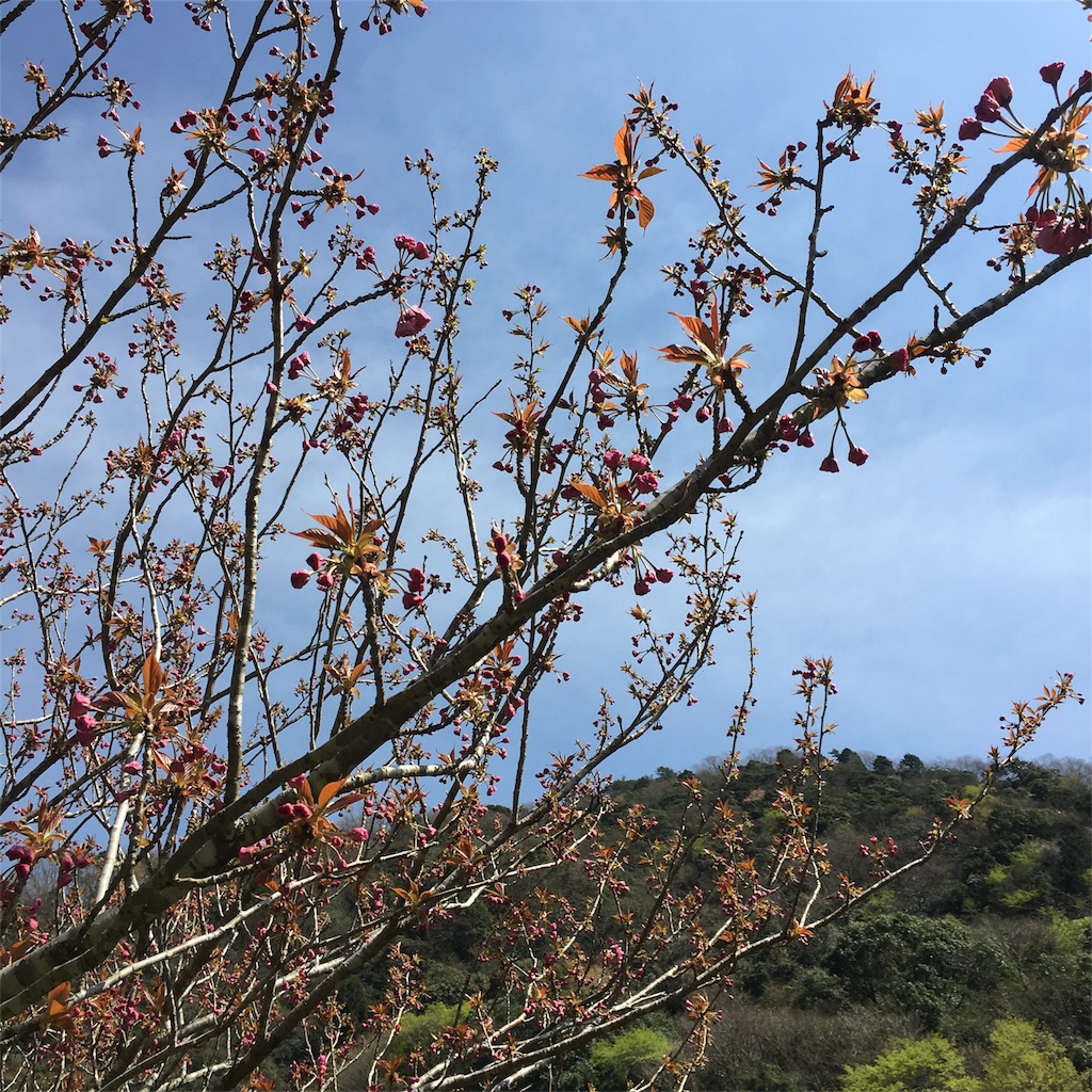 f:id:sprighascome:20170416183942j:image