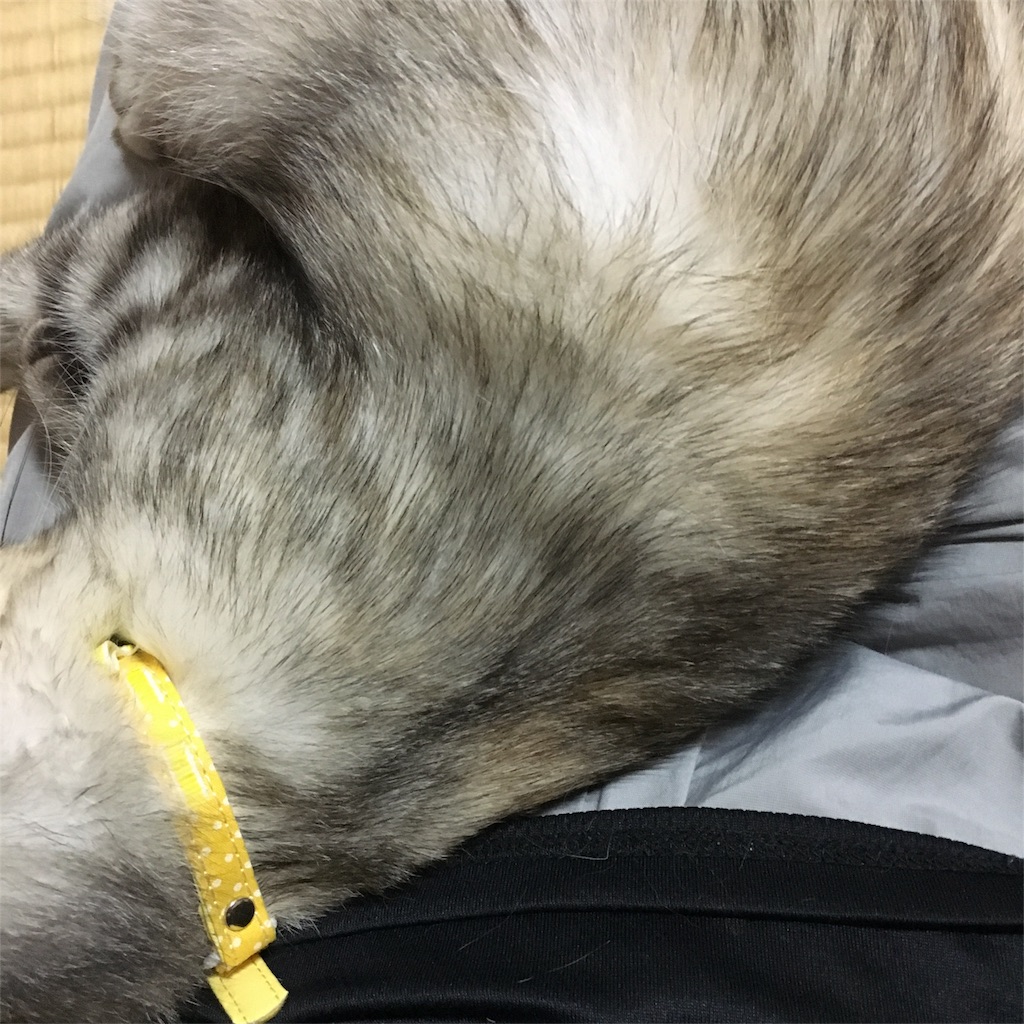 f:id:sprighascome:20180424191833j:image f:id:sprighascome:20180424191833j:image