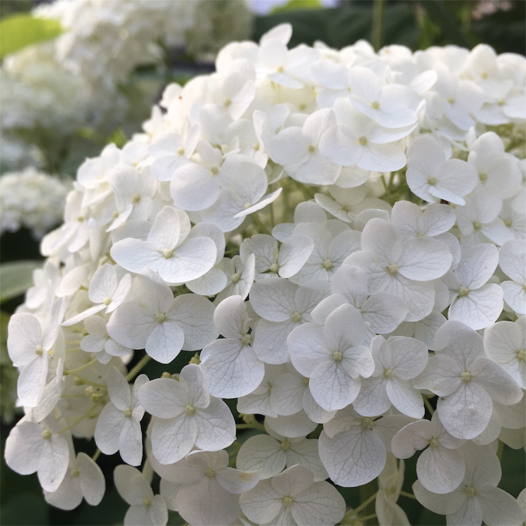 f:id:sprighascome:20180616195129j:image f:id:sprighascome:20180616195129j:image