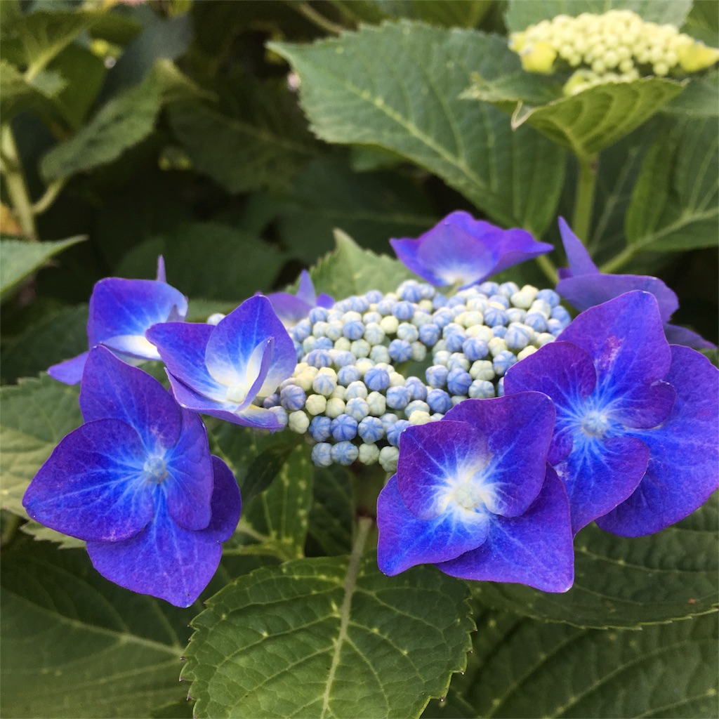 f:id:sprighascome:20180616195148j:image f:id:sprighascome:20180616195148j:image