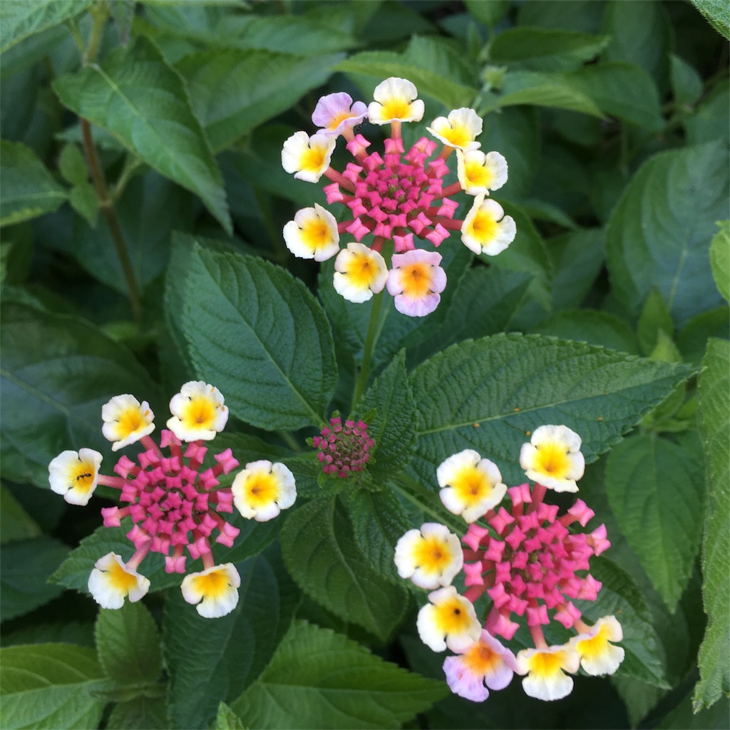 f:id:sprighascome:20180616195208j:image f:id:sprighascome:20180616195208j:image