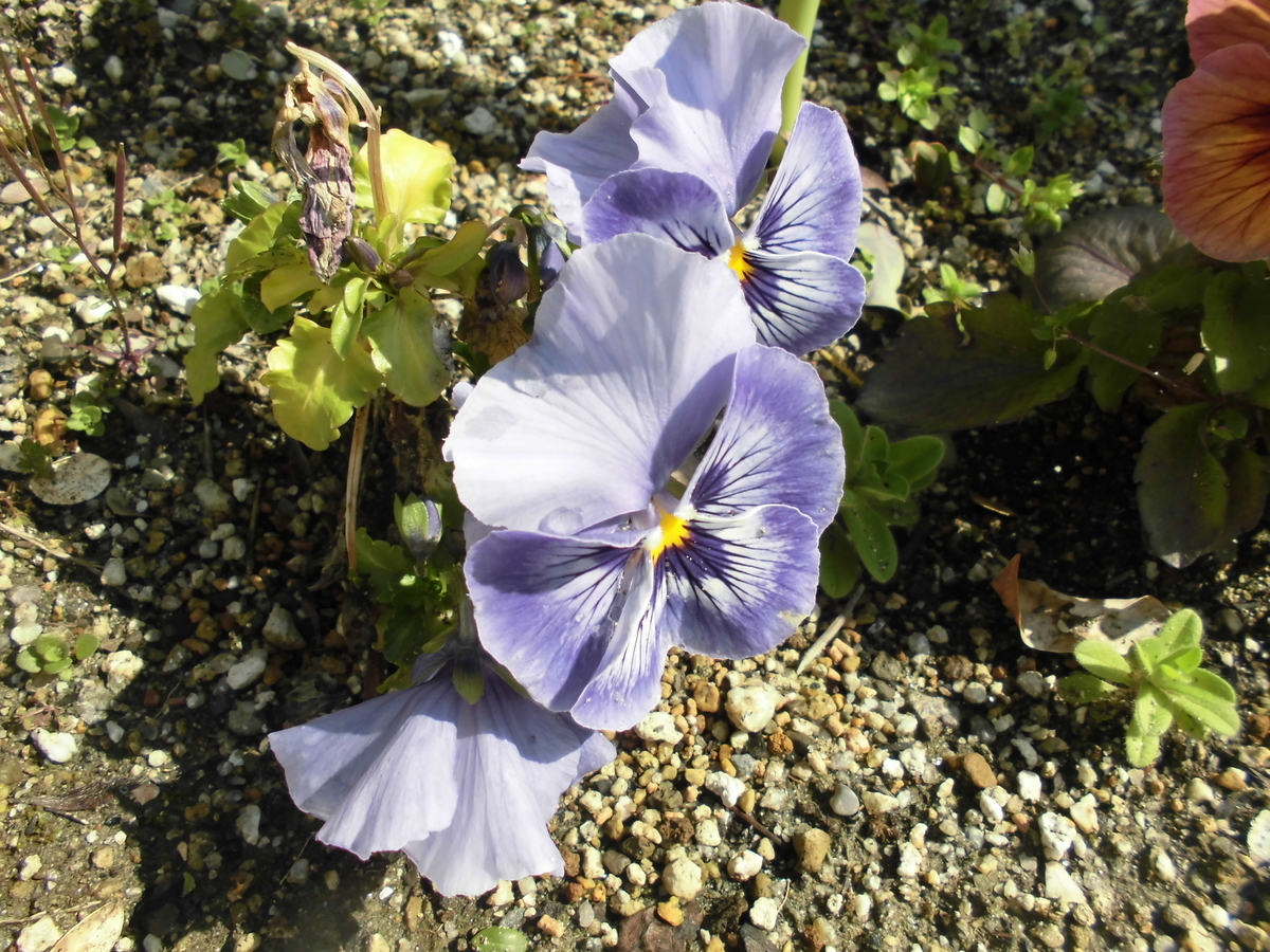 f:id:spring211:20200315112105j:plain f:id:spring211:20200315112105j:plain