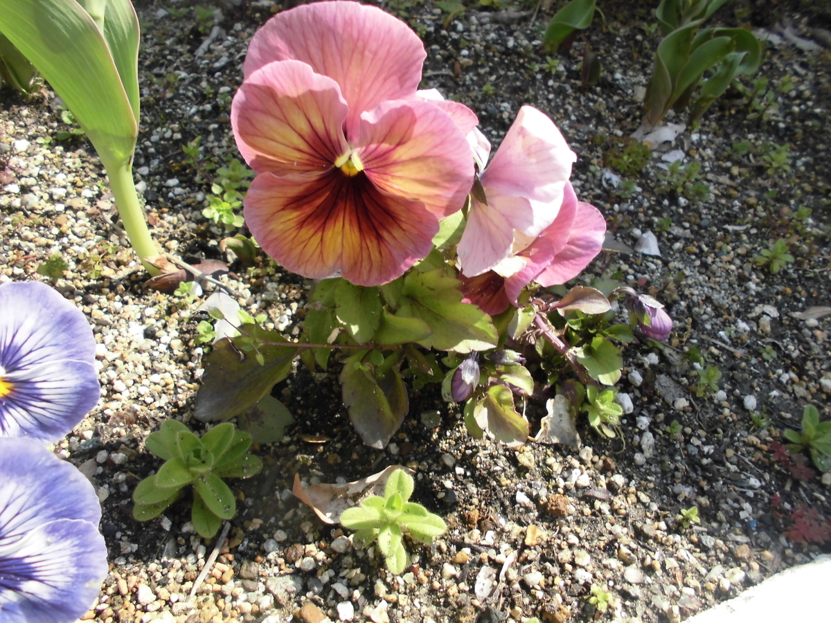 f:id:spring211:20200315112111j:plain f:id:spring211:20200315112111j:plain
