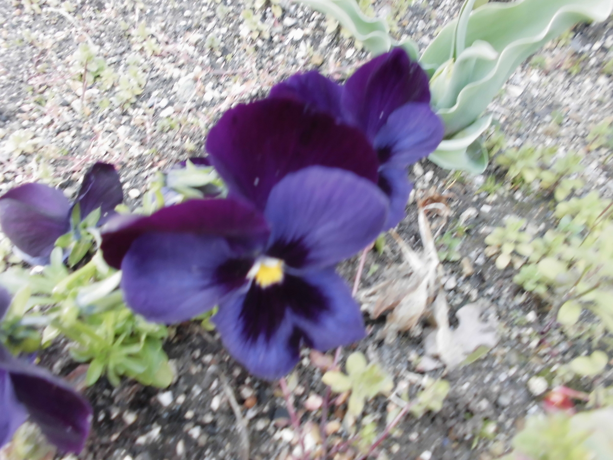 f:id:spring211:20200315112126j:plain f:id:spring211:20200315112126j:plain