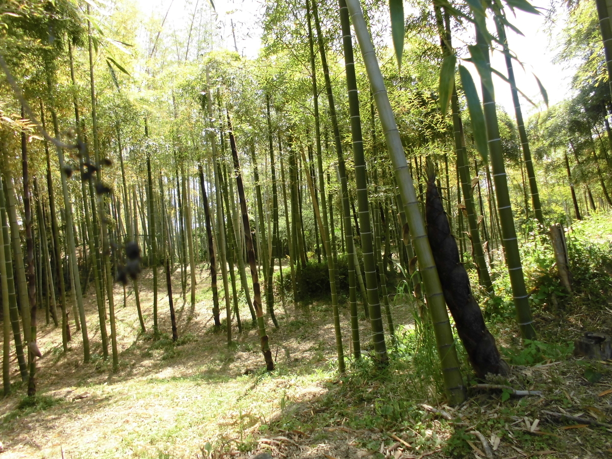 f:id:spring211:20200506070419j:plain f:id:spring211:20200506070419j:plain