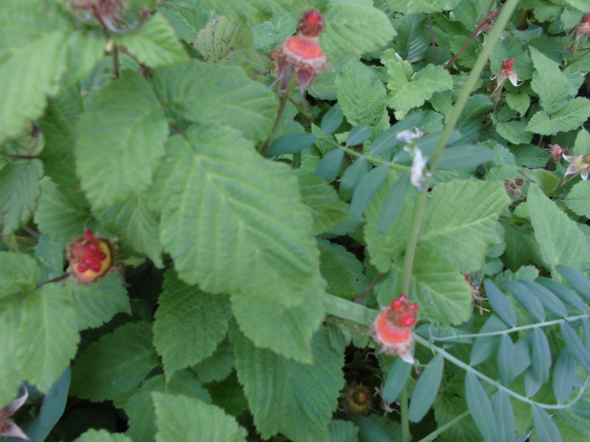 f:id:spring211:20200506070508j:plain f:id:spring211:20200506070508j:plain