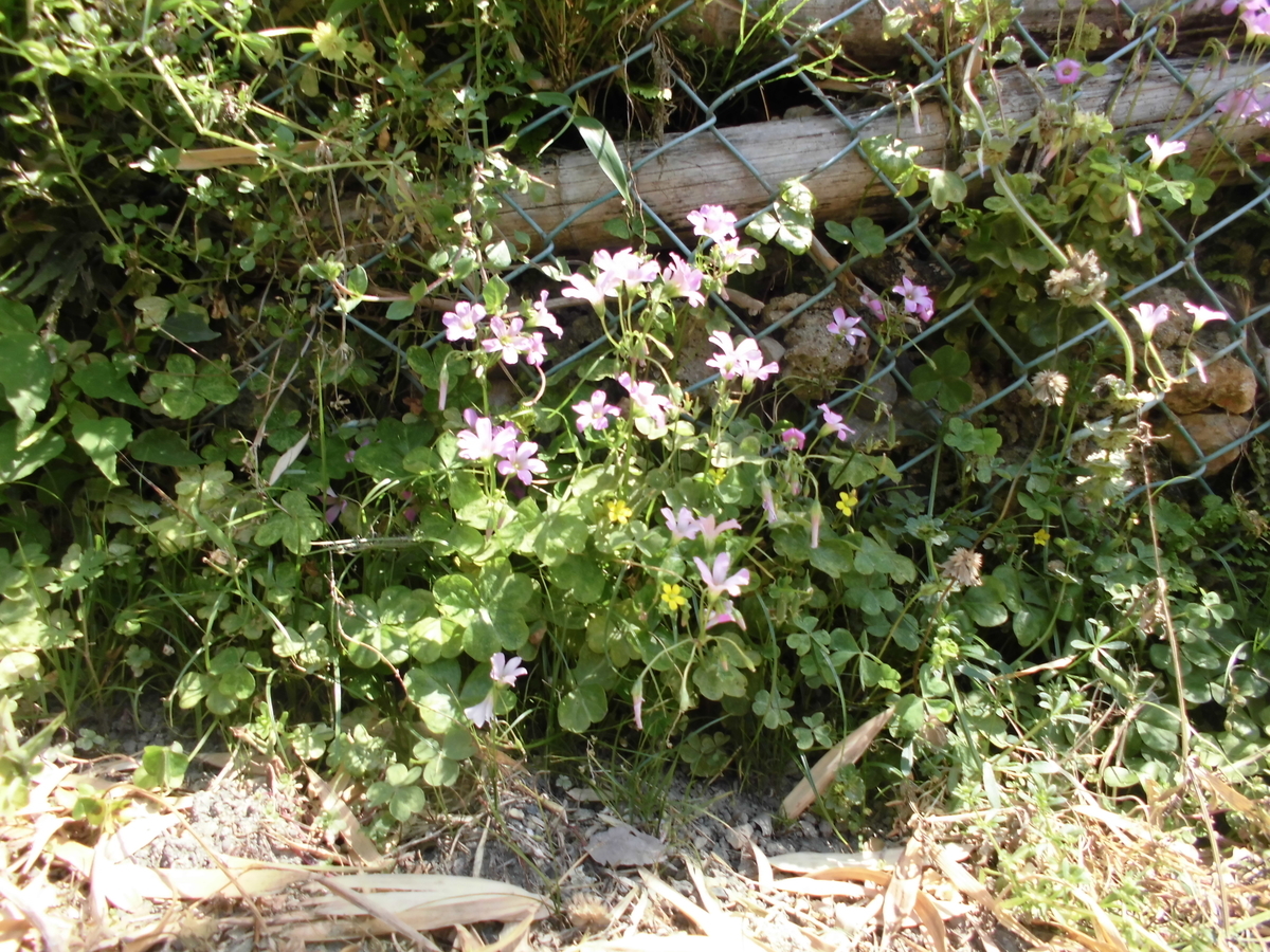 f:id:spring211:20200506070621j:plain f:id:spring211:20200506070621j:plain