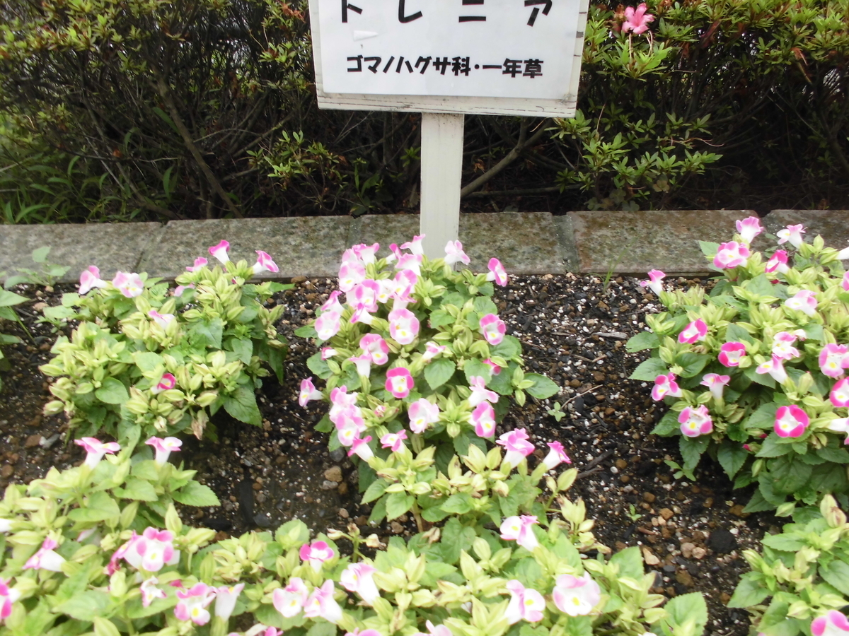f:id:spring211:20200706071345j:plain f:id:spring211:20200706071345j:plain