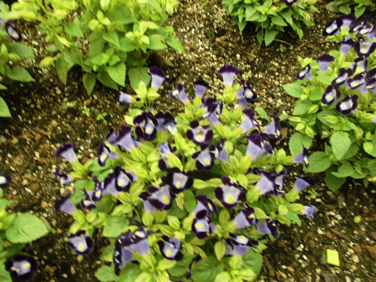 f:id:spring211:20200706071421j:plain f:id:spring211:20200706071421j:plain