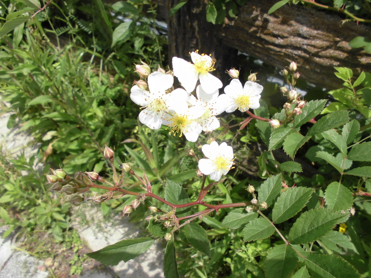f:id:spring211:20210505080345j:plain