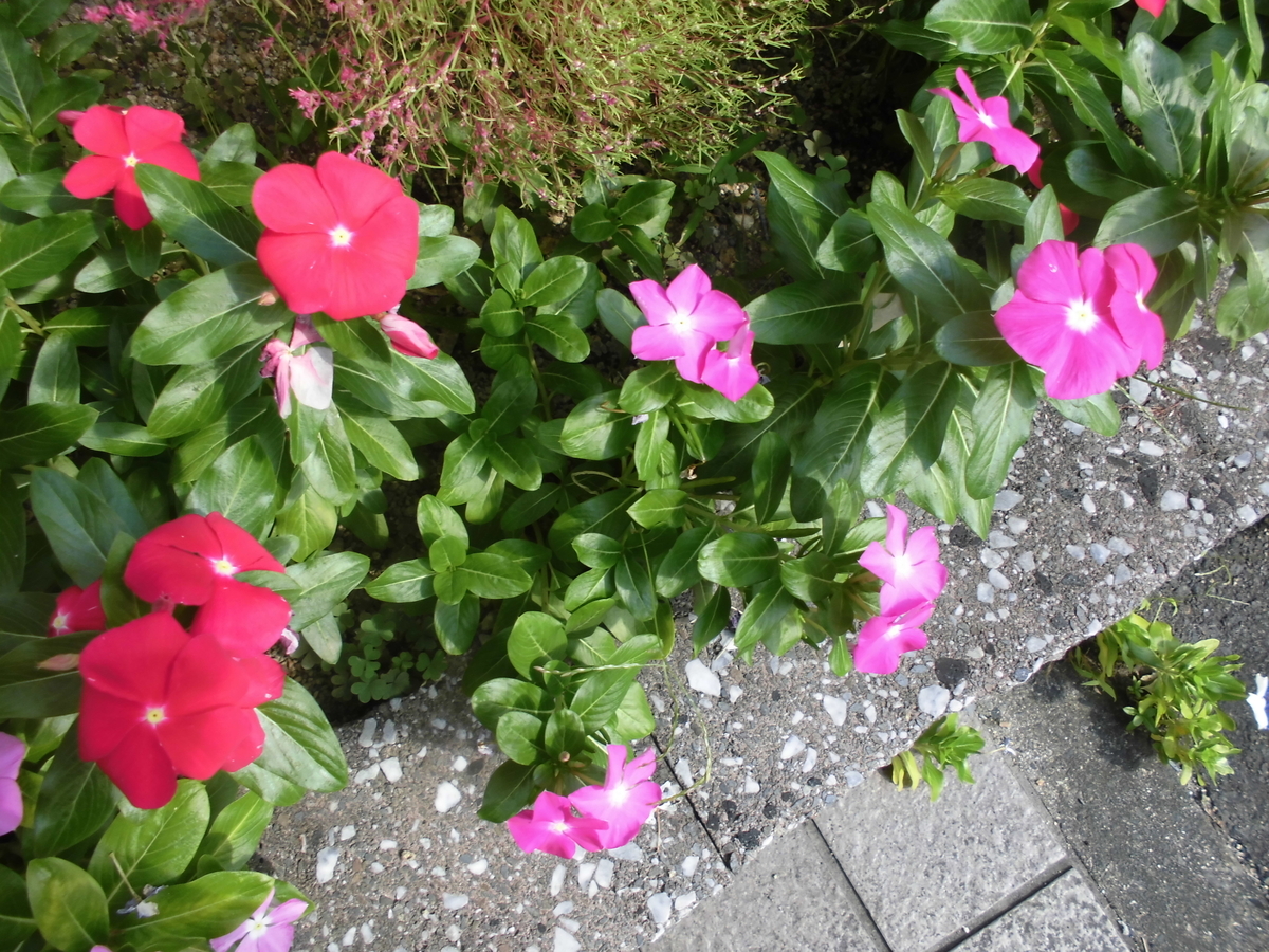 f:id:spring211:20211010072542j:plain