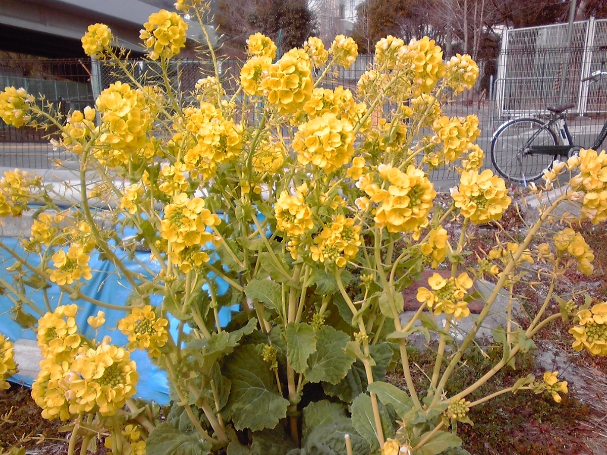 f:id:spring211:20220121081031j:plain