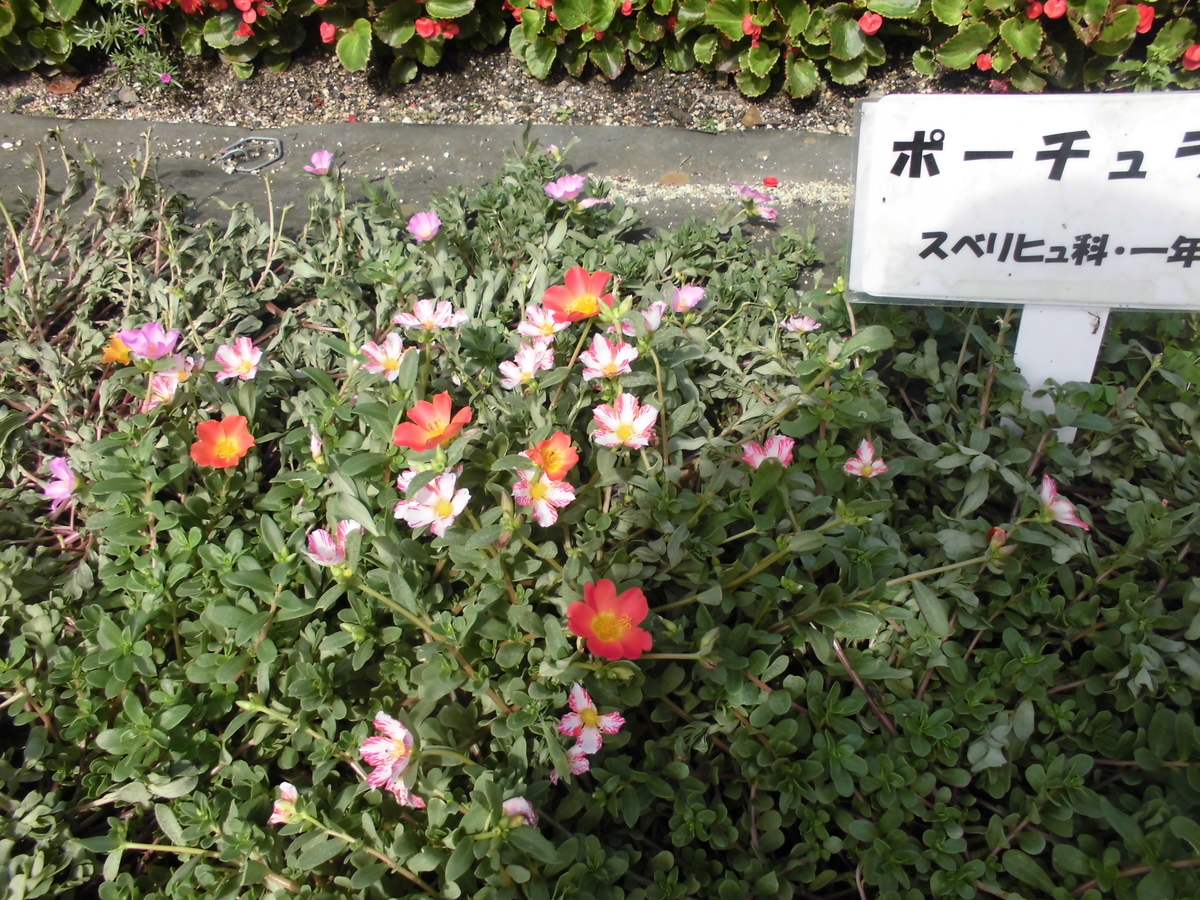 ポーチュラカとは 動植物の人気 最新記事を集めました はてな