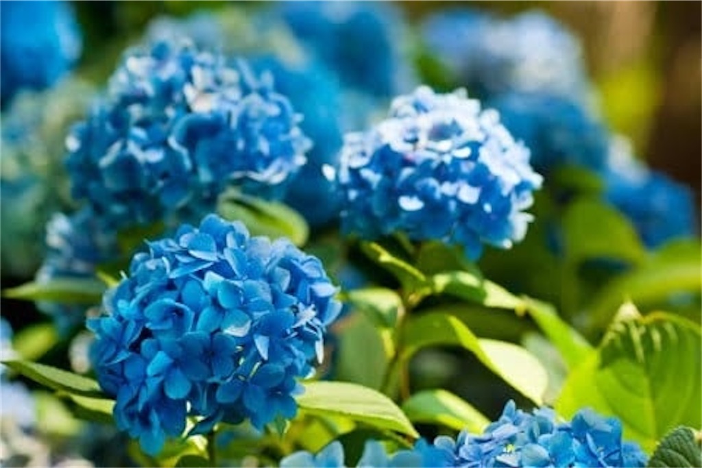 f:id:spring_kimagureblog:20200625180929j:image f:id:spring_kimagureblog:20200625180929j:image