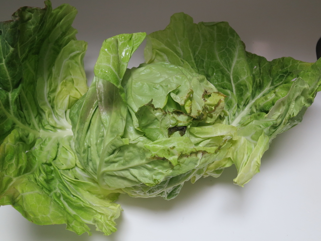 f:id:sprout09:20190212103617j:plain