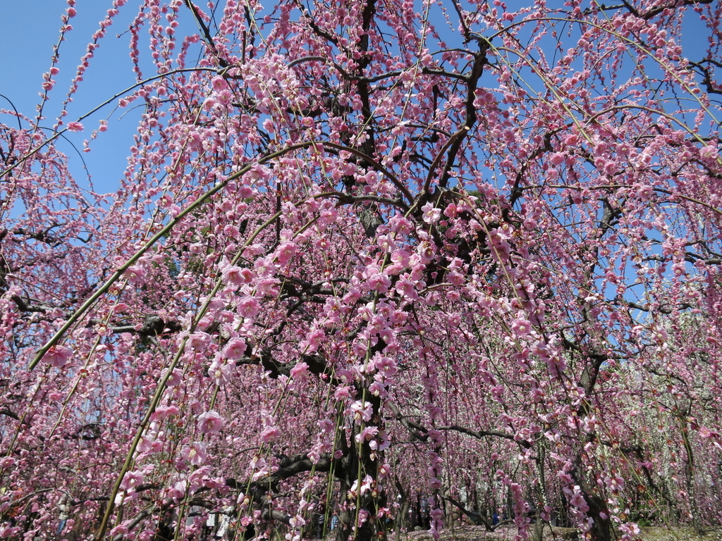 f:id:sprout09:20190307201754j:plain