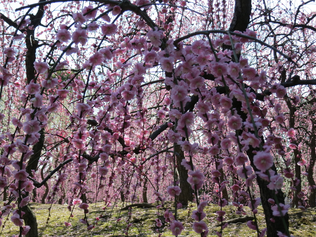 f:id:sprout09:20190307202952j:plain