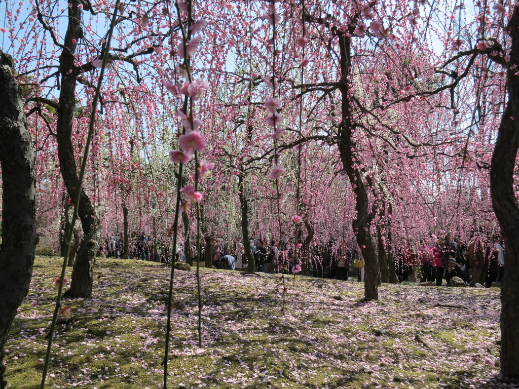 f:id:sprout09:20190308084051j:plain
